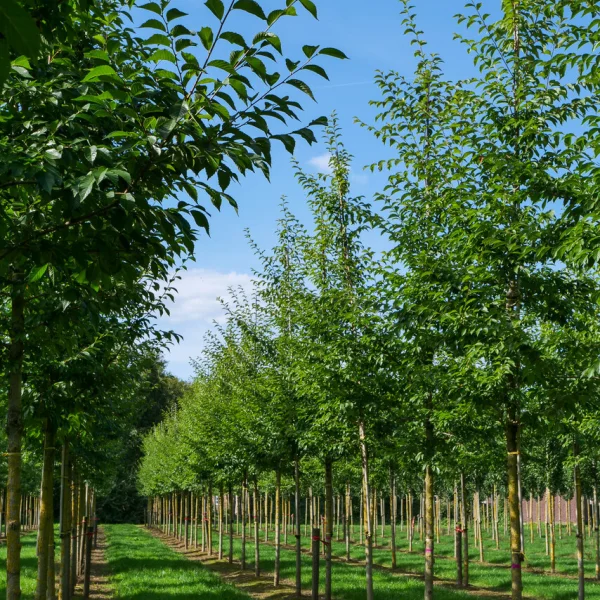 Ulmus 'Morton Glossy' &ndash; Ulmaceae