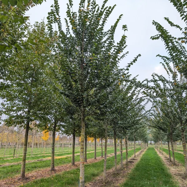 Ulmus VADA ('Wanoux') &ndash; Ulmaceae