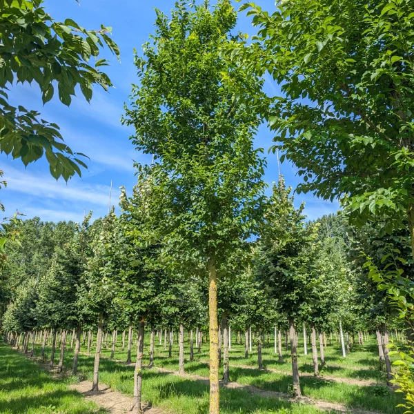 Ulmus 'New Horizon' &ndash; Ulmaceae