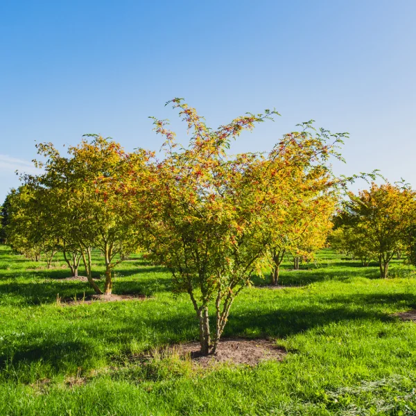 Zanthoxylum simulans – Rutaceae