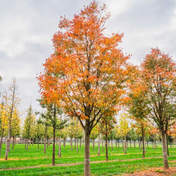 Zelkova serrata GREEN VASE ('Flekova') &ndash; Ulmaceae