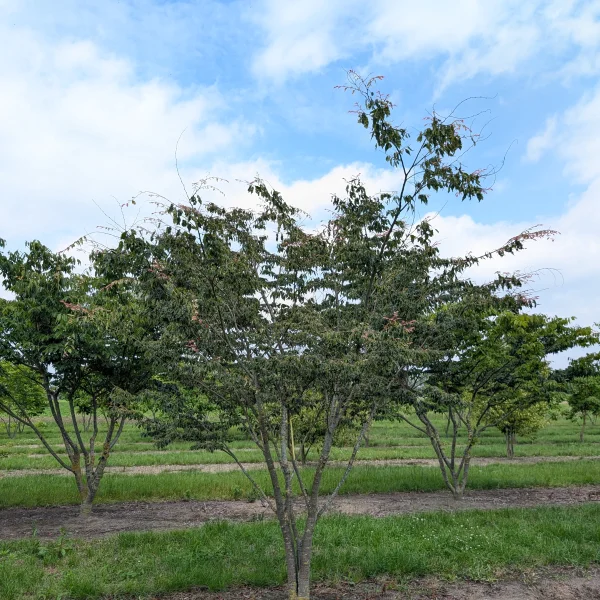 Zelkova serrata 'Variegata' &ndash; Ulmaceae
