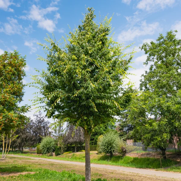 Zelkova serrata 'Village Green' &ndash; Ulmaceae