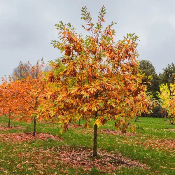 Quercus texana 'New Madrid' – Fagaceae