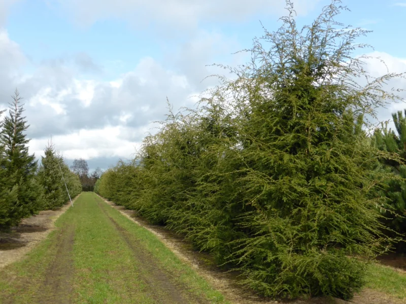 Tsuga canadensis | Pinaceae - Van den Berk Nurseries